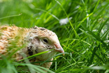 Wachtelhenne im Gras