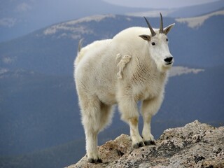 lose up of  a mountain goat standing on a cliff on mount evans, in the rocky mountains of  colorado