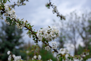 Spring flowering cherry, white flowers close-up, Selective focus and shallow DOF.