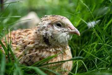 Wachtelhenne im Gras