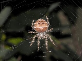 closeup of the spooky but harmless cat-faced spider and web in broomfield, colorado