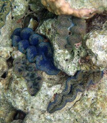 colorful  giant clam  shells in the clam gardens off gideon's beach, near port vila, vanuatu, in the south pacific    