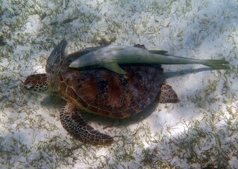 green sea turtle with a sucker fish attached,  underwater off amedee island in new caledonia, in the south pacific