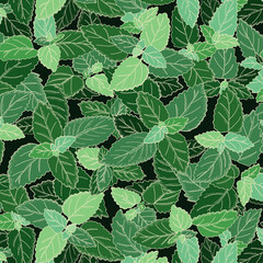 Lemon Balm Herb Pattern