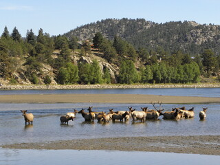 A bull elk guarding his large harem of cow elf in lake estes during the rut in fall, in estes park,...