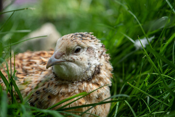 Wachtelhenne im Gras