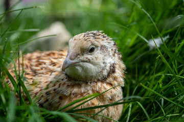 Wachtelhenne im Gras