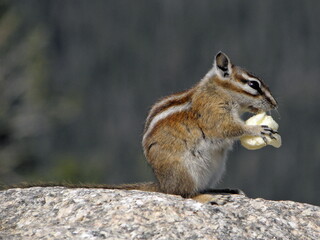 colorado chipmunk eating popcorn in rocky mountain national park, colorado
