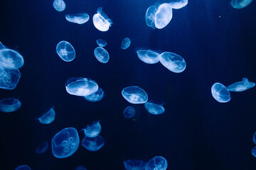 Fototapeta na wymiar jellyfish in blue water