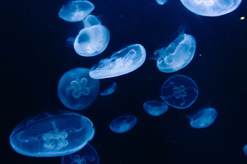 Obraz na płótnie Canvas jellyfish in blue water