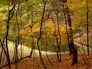 Pretty fall scene through the trees on a hillside looking down on a heart-shaped pond in winchester,  virginia