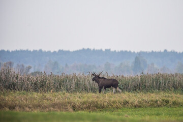 Moose, Alces alces, in the natural environment swamp. Biebrza marshes National Park. The largest...