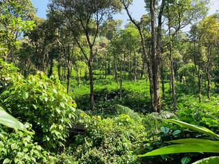 green forest in the morning