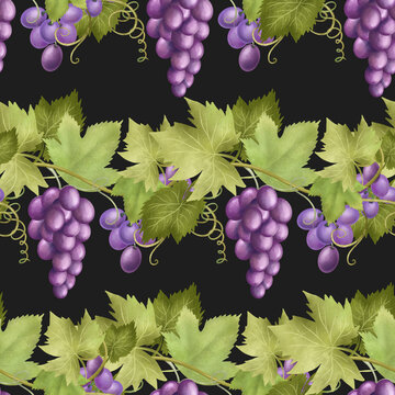 Seamless pattern of purple grape vines, hand drawn illustration on dark background