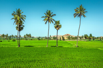 Fototapeta premium Paddy fields in Hampi, Karnataka, India