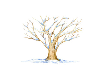 Winter oak.Deciduous tree.Watercolor hand drawn illustration.White background.	

