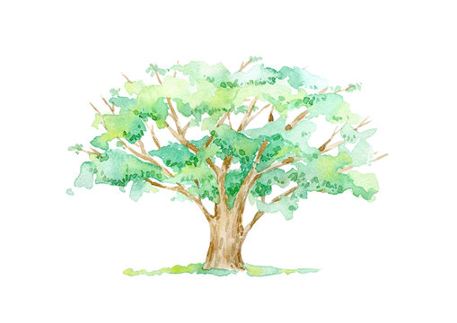 Oak.Deciduous tree.Watercolor hand drawn illustration.White background.	