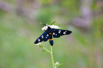 An insect with a striped belly and speckled wings. Eats a flower and admires the views of the forest.