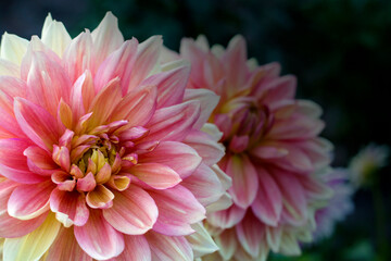 Floral background or wallpaper. Yellow-pink dahlia close-up.