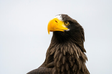 Close up of a Steller's sea eagle head. Yellow bill and eye, large nostrils. Against sky and grass