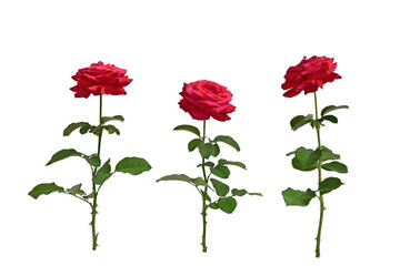 Three bright red roses isolated on white background. Preparation for further work. Element for design