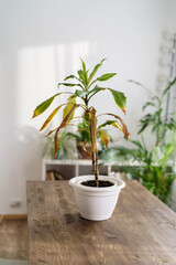 houseplant dracaena marginata suffering from the disease, green and brown leaves, stands on a table...
