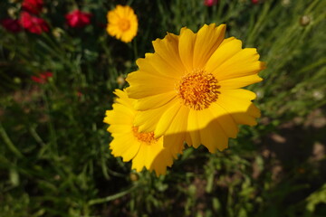 Flowers in a natural park. 자연 공원 속 꽃