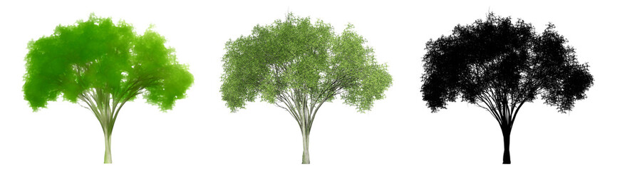 Set or collection of American Elm trees, painted, natural and as a black silhouette on white background. Concept or conceptual 3d illustration for nature, ecology and conservation, strength