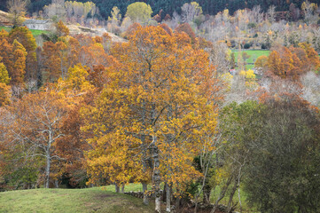 Valles pasiegos Burgaleses