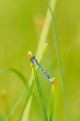 Blue damselfly on a grass straw on a meadow