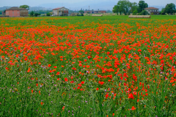 field of red poppies across the rural scene. Farmhouses, blue sky, field of poppies. Countryside background