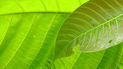 teak leaves