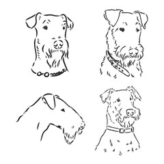 Airedale Terrier Dog. hand drawn. Vector illustration