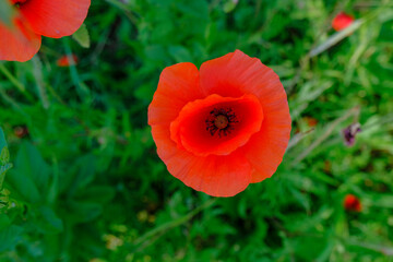 red poppy in the field close-up top view. Copy space. Macro. Natural background. Summer season