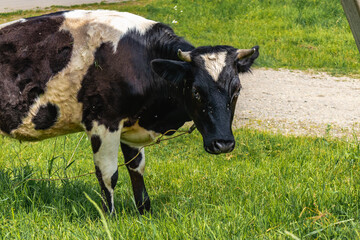 A black-and-white cow grazing in a green meadow. A black and white cow grazes on farmland with green grass on a sunny day.