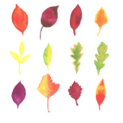 Isolated different autumn leaves on white background