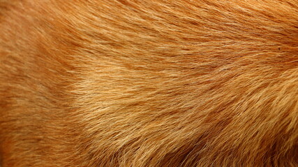 brown dog fur