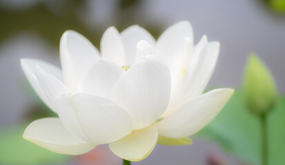 Fototapeta na wymiar 白い蓮の花