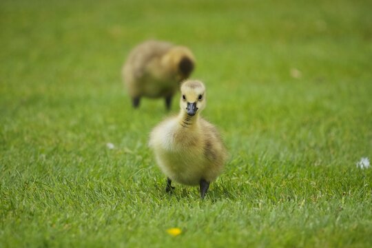 baby goose on the grass