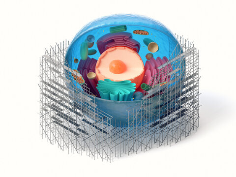 3d rendering of animal cell cross section with scaffoldings isolated on white. Biological cell repair concept
