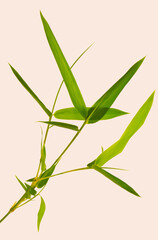 bamboo leaves isolated on white background
