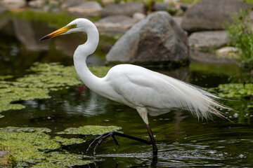 池の中を歩く白鷺