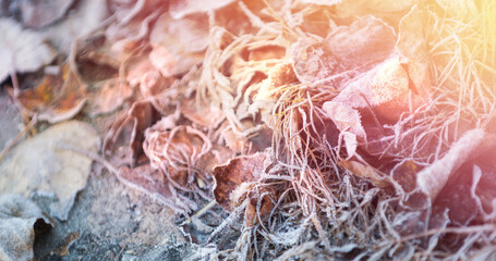 Image of dried leaves in winter covered in snow and frost with light spots