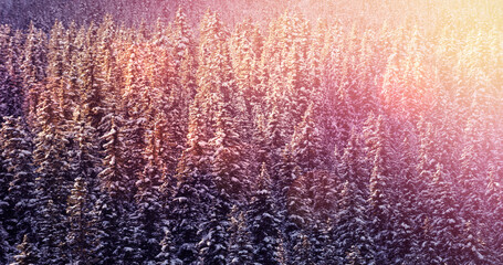 Image of winter scenery landscape with light spots and fir trees covered in snow