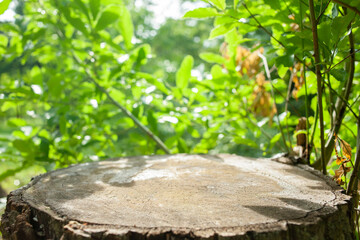 forest stump background