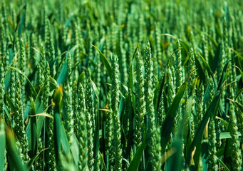 Green wheat close up. Wheat background