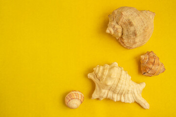 Four seashells on a yellow background. View from above