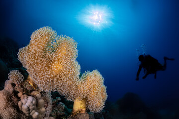 Fototapeta na wymiar Wide Angle Photo of Coral in the Red Sea