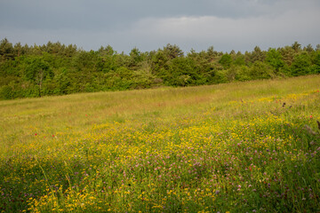 Landschaft im Sommer