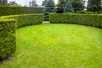 curved thuja hedge in a garden with a meadow of green lawn spring backyard landscape with copy space, nobody.